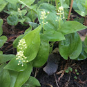 False Lily of the Valley