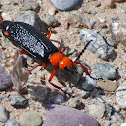 Master Blister Beetle