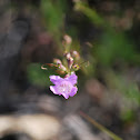Saltmarsh false foxglove