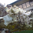 Lichen