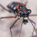Cicindelidae