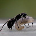 Ant
