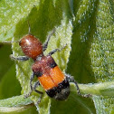 Checkered Beetle