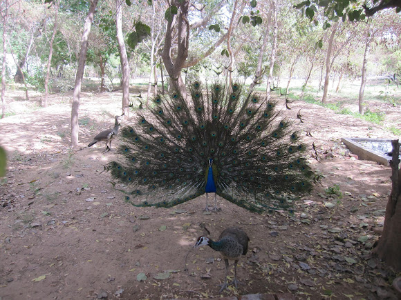 Spotting Image 1