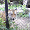 Amur Tiger
