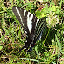 Zebra Swallowtail