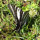 Zebra Swallowtail