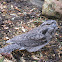 Tawny Frogmouth