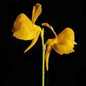 Horned bladderwort