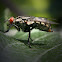 Musca