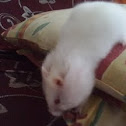 hamster