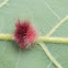 Oak Leaf Gall