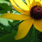 Black Eyed Susan