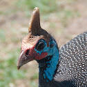 Helmeted Guineafowl