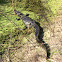 American Alligator