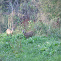 European Roe Deer