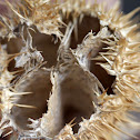 Datura seed pod