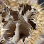Datura seed pod