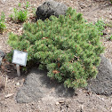 mugo pine 'Valley Cushion'