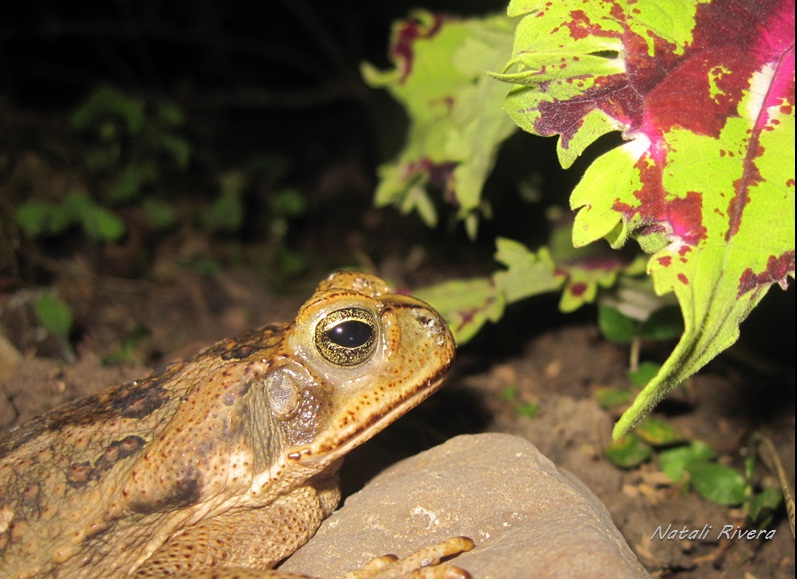 Unknown frog