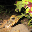 Unknown frog