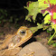 Unknown frog