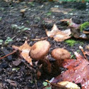 Light brown mushroom 