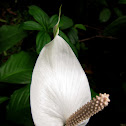 Peace Lily