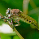 Giant robber fly