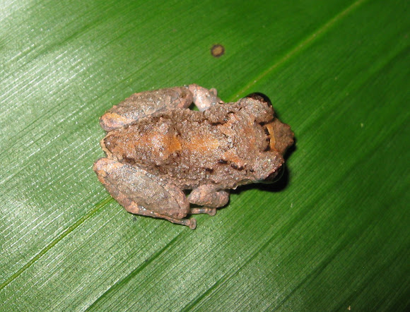 Spotting Image 1