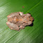 Rain frog