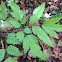 Black Cohosh