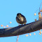 Tree Pipit