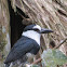 White-fronted Puff Bird