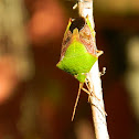 Green Stink Bug