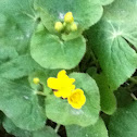 Marsh Marigold