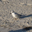Forster's Tern