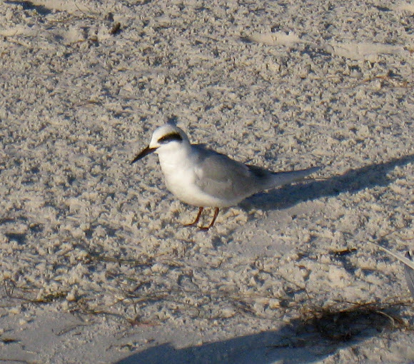 Spotting Image 1