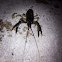 Crayfish