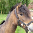Caballo enano