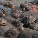 Hippopotomus