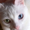 Odd eyed cat