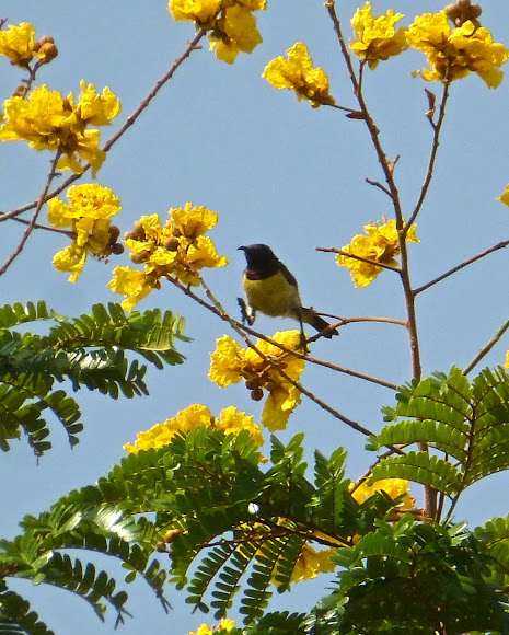 Spotting Image 1