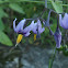 Bittersweet Nightshade