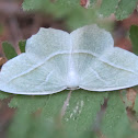Pale Beauty Moth