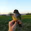 Great Crested Flycatcher