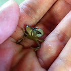 Green Crab