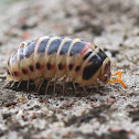 pill millepede