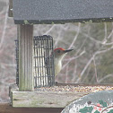 Red-bellied Woodpecker