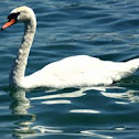 Mute Swan